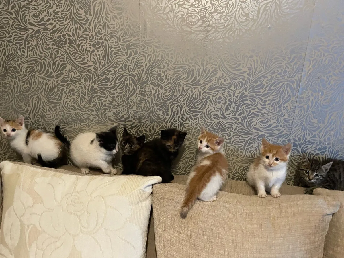 Kittens - Image 1