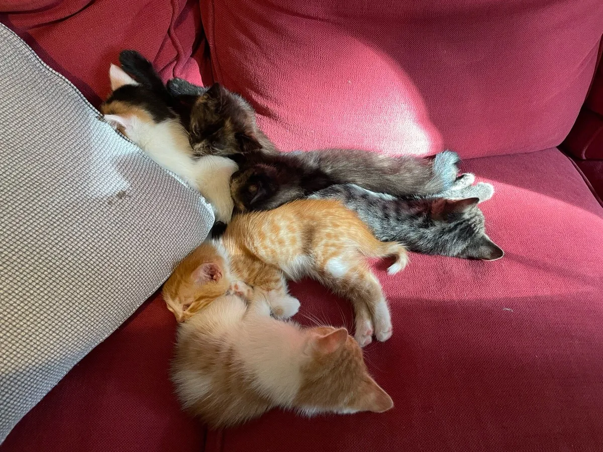 Kittens - Image 2