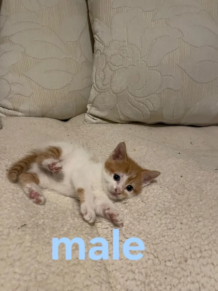 Kittens - Image 3