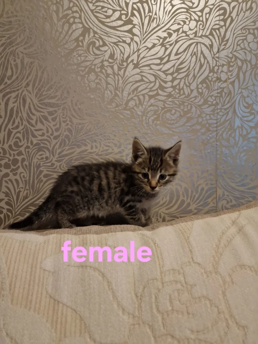 Kittens - Image 4