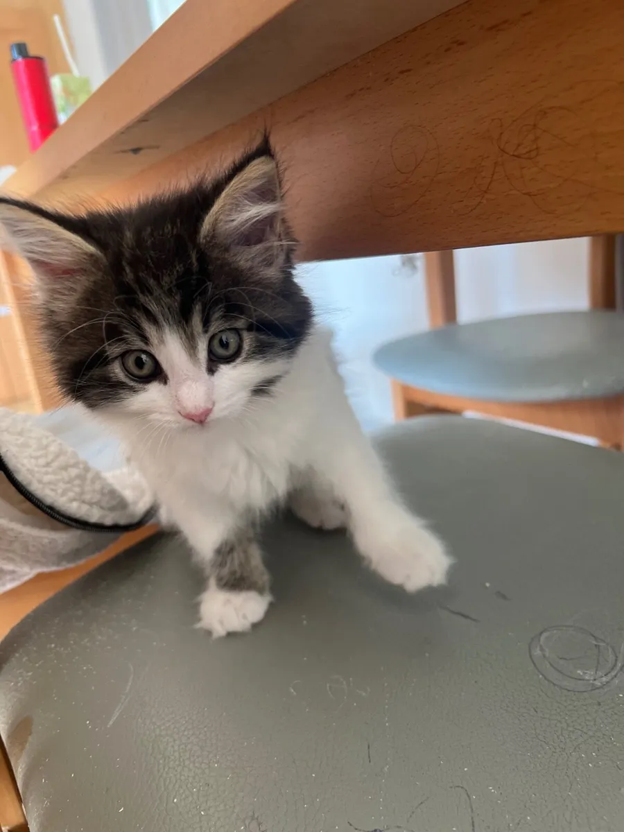 Mixed Maine coon kittens - Image 1