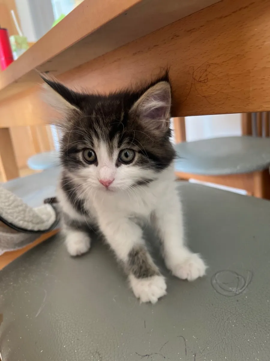 Mixed Maine coon kittens - Image 2