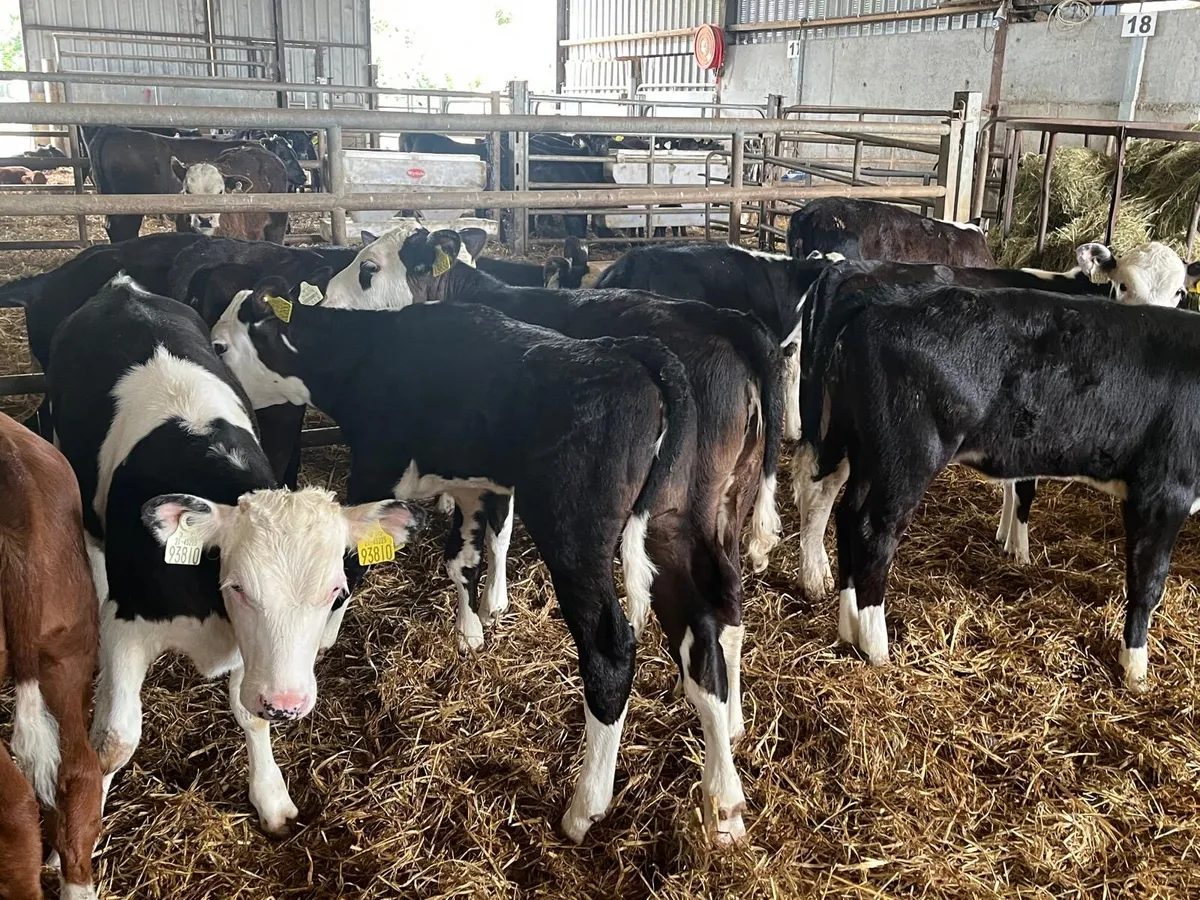 14 super Hereford weaned heifers - Image 1