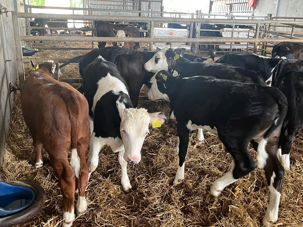 14 super Hereford weaned heifers - Image 3
