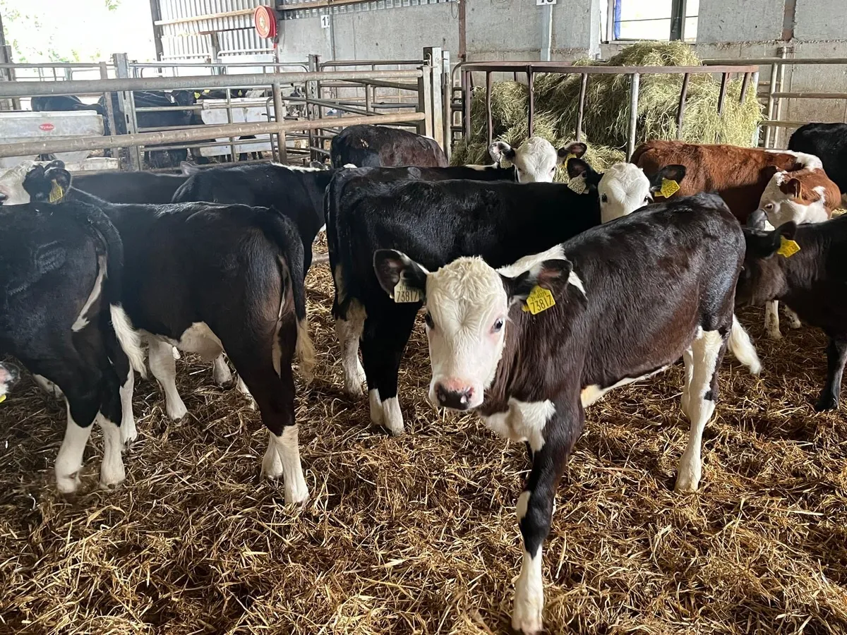 14 super Hereford weaned heifers - Image 4