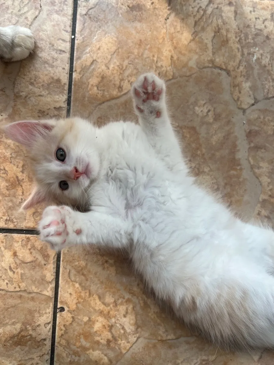 Mixed Maine coon kittens - Image 4