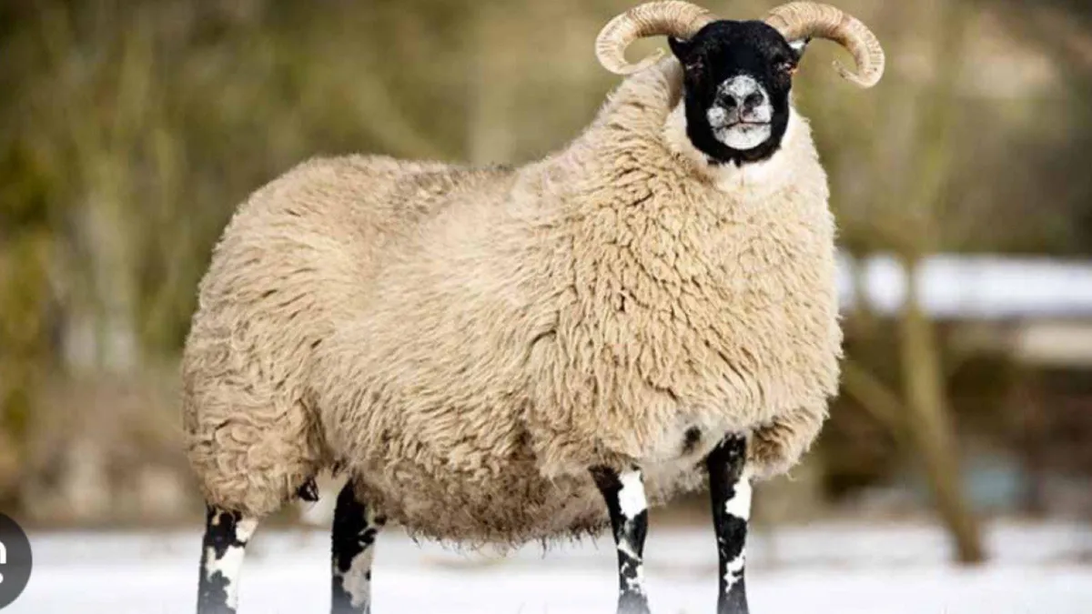 Sheep shearing