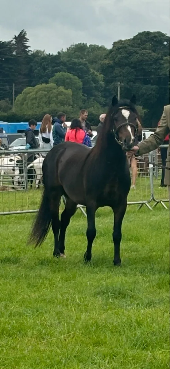 Class 1 Kerry Bog Stallion At Stud - Image 1