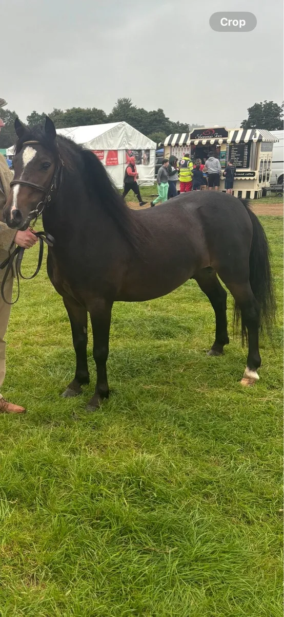 Class 1 Kerry Bog Stallion At Stud - Image 2