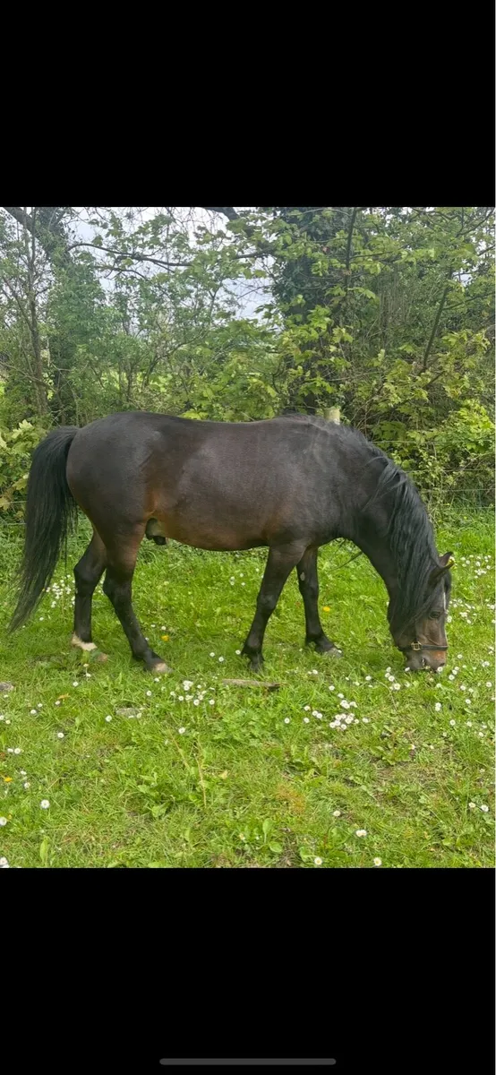 Class 1 Kerry Bog Stallion At Stud - Image 3