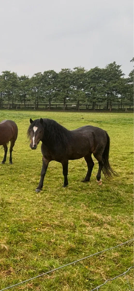 Class 1 Kerry Bog Stallion At Stud - Image 4