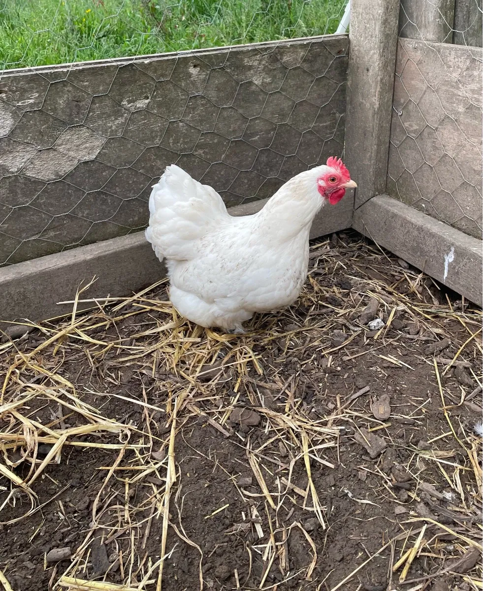 Hens - Image 1