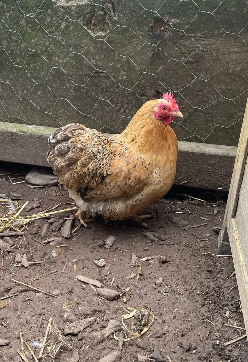 Hens - Image 2