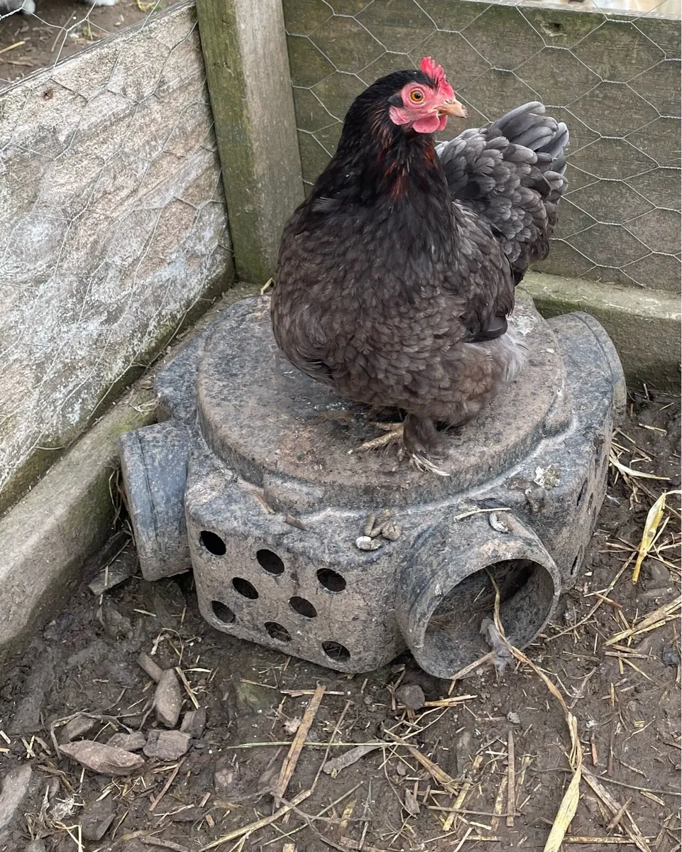 Hens - Image 3