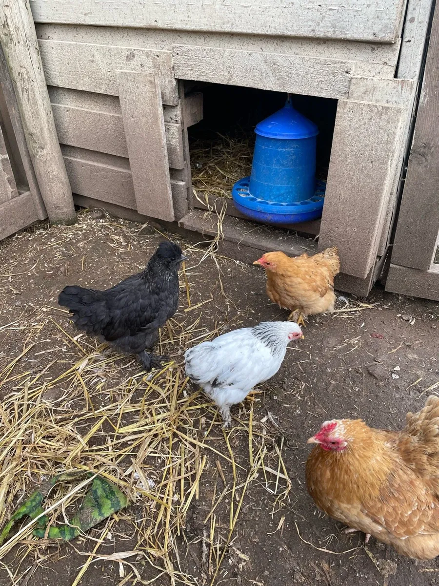 Hens - Image 4