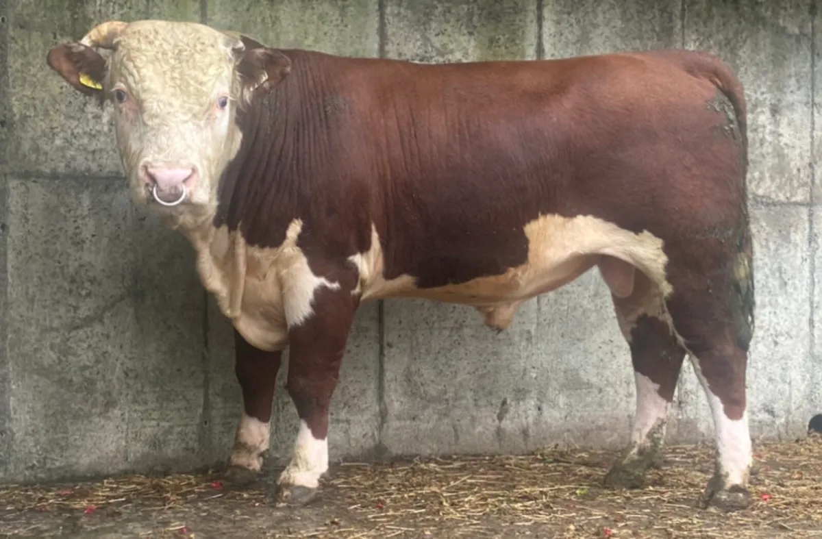 2 PBR Hereford Bull - Image 1
