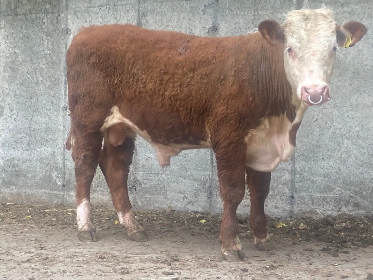 2 PBR Hereford Bull - Image 2