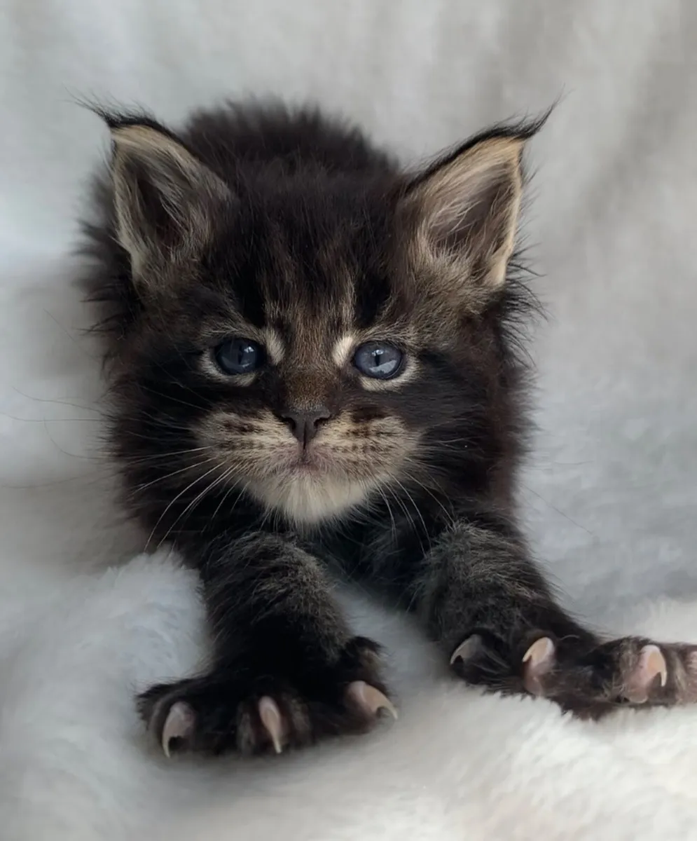 ⭐️Maine coon kittens ⭐️ - Image 2