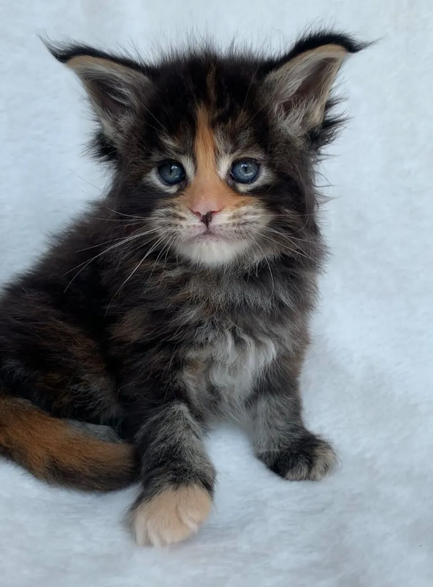⭐️Maine coon kittens ⭐️ - Image 3