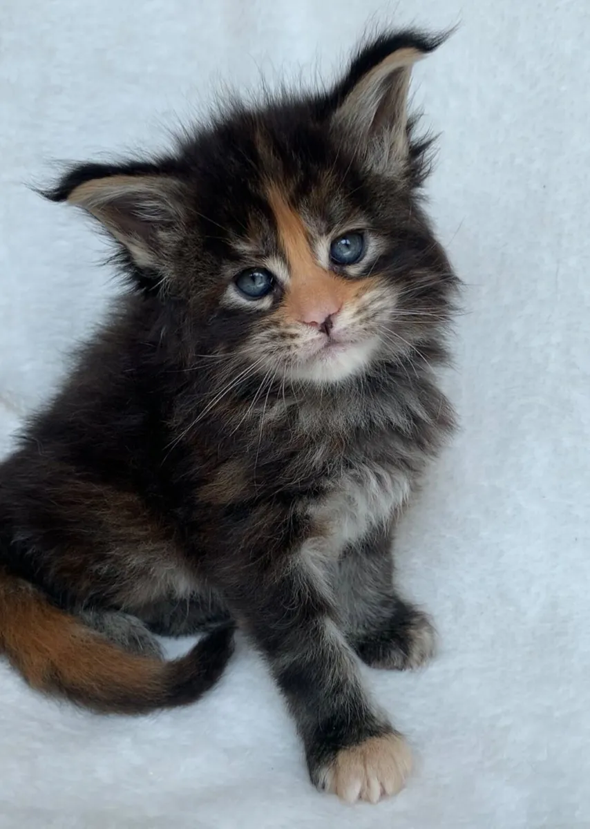 ⭐️Maine coon kittens ⭐️ - Image 4