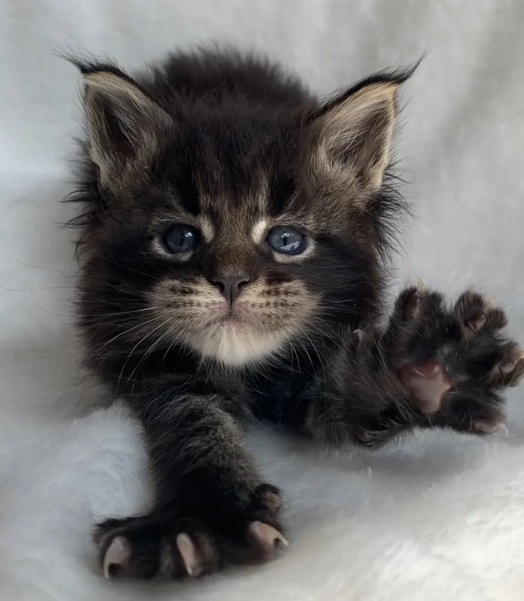 ⭐️Maine coon kittens ⭐️ - Image 1