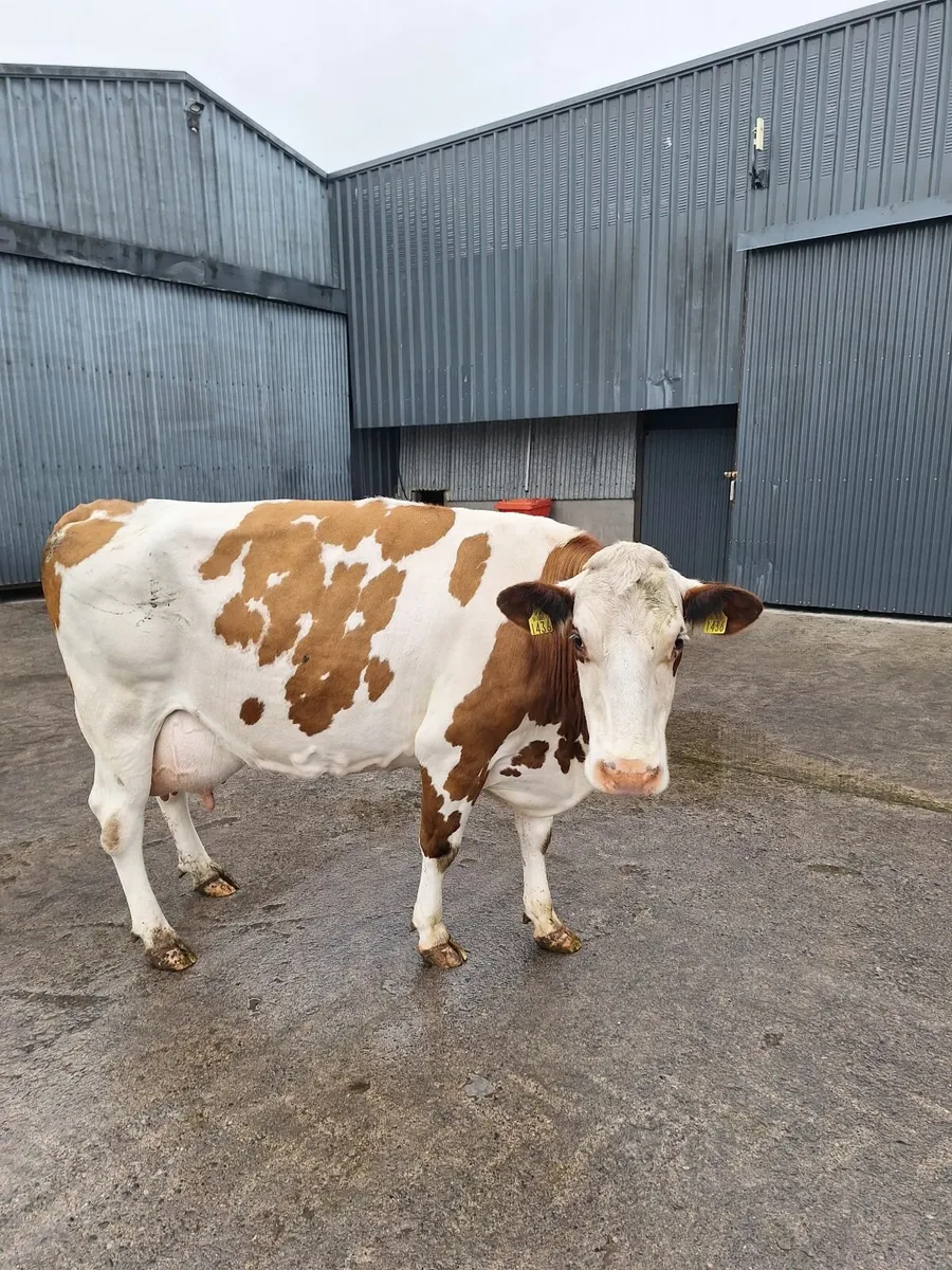 Calved dairy cow - Image 1