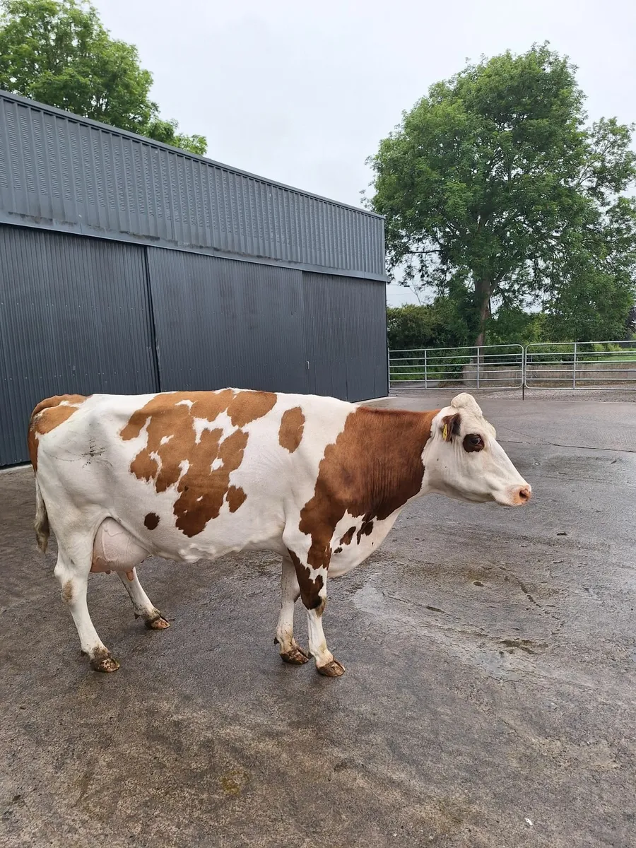 Calved dairy cow - Image 2