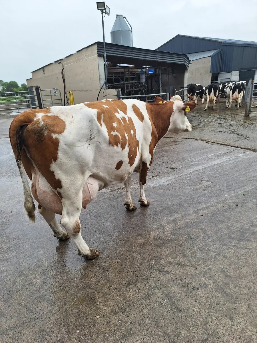 Calved dairy cow - Image 3