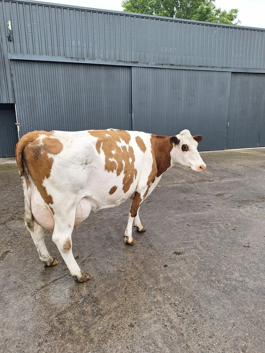 Calved dairy cow - Image 4