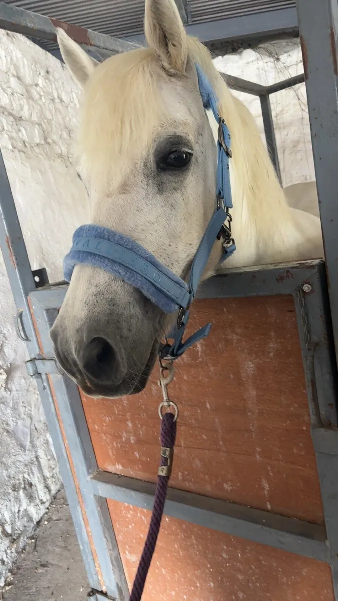 ✨Stunning mare✨ - Image 1