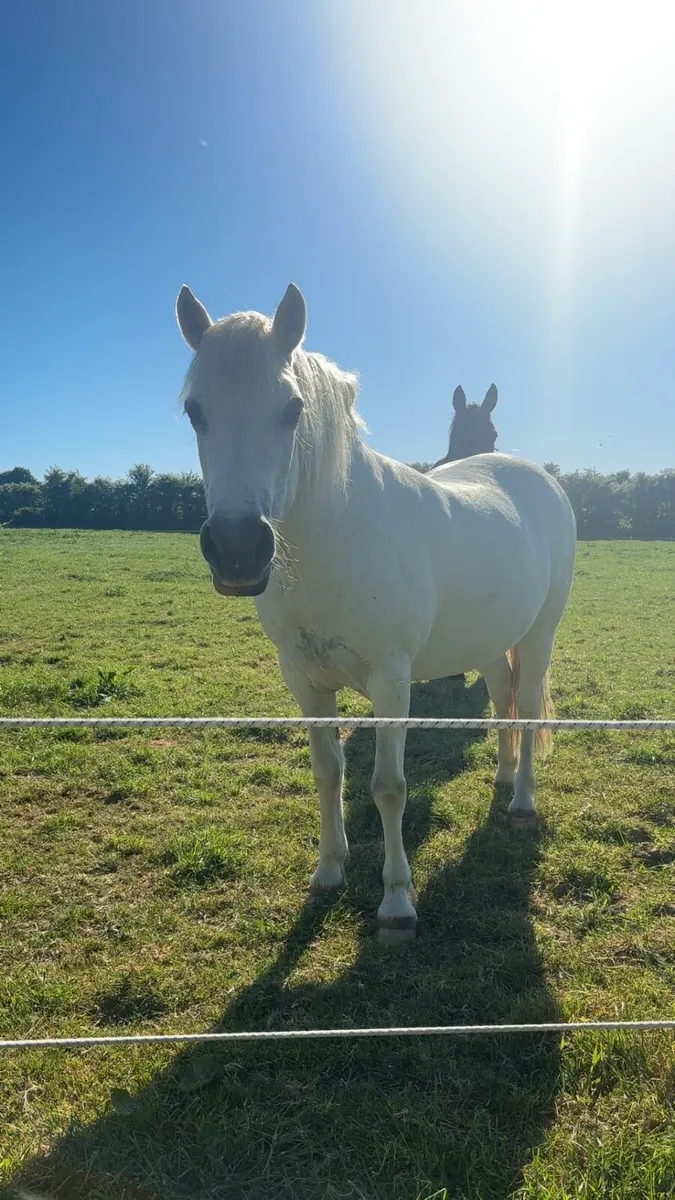 ✨Stunning mare✨ - Image 2