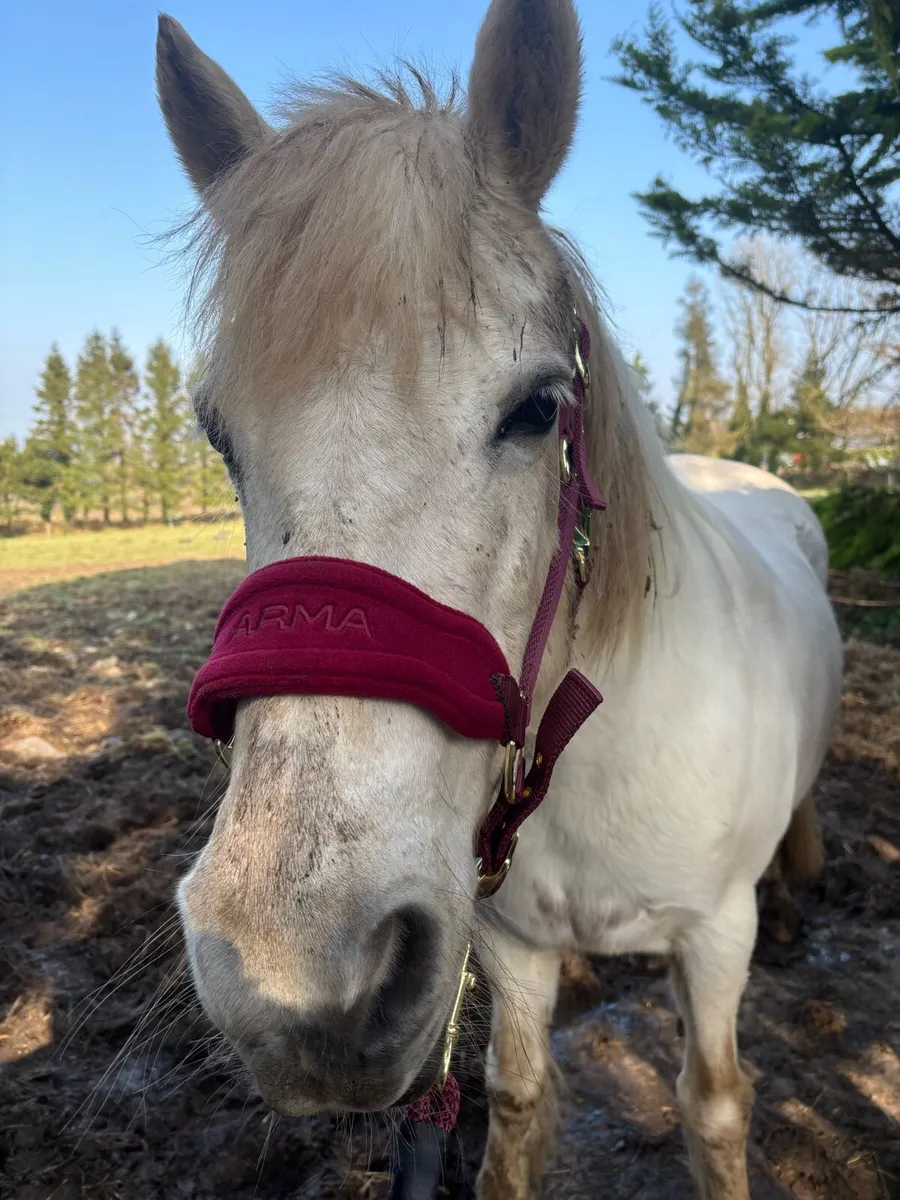 ✨Stunning mare✨ - Image 3