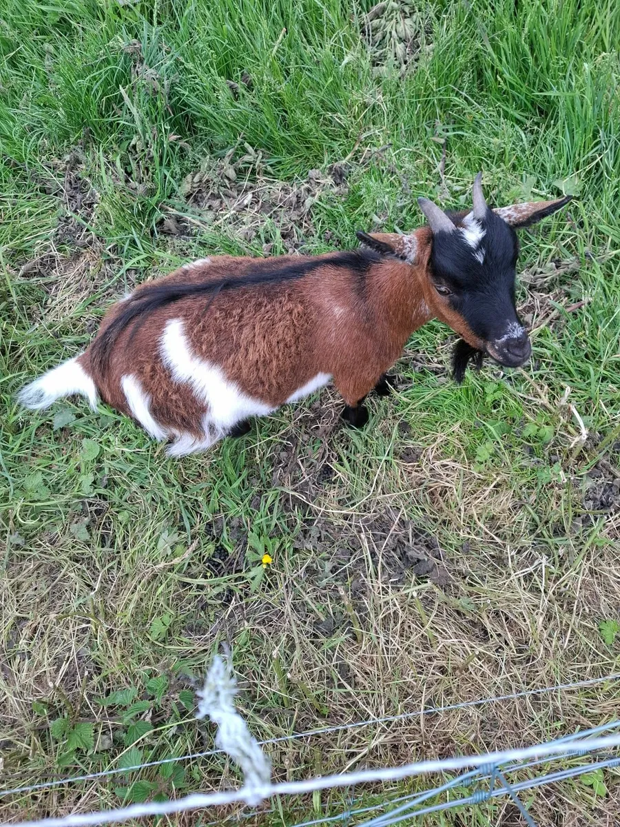 Pygmy Goat