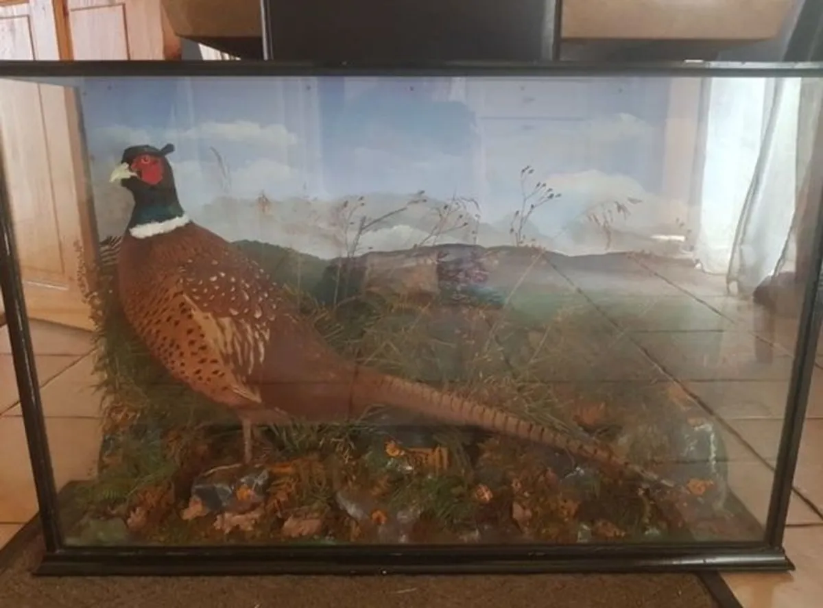 taxidermy Pheasant - Image 1