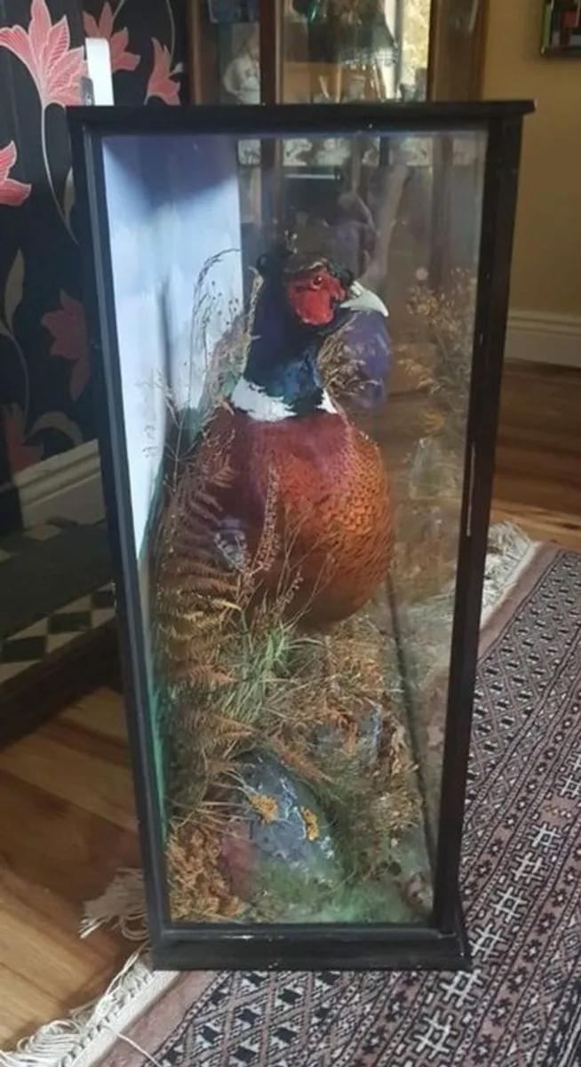 taxidermy Pheasant - Image 2