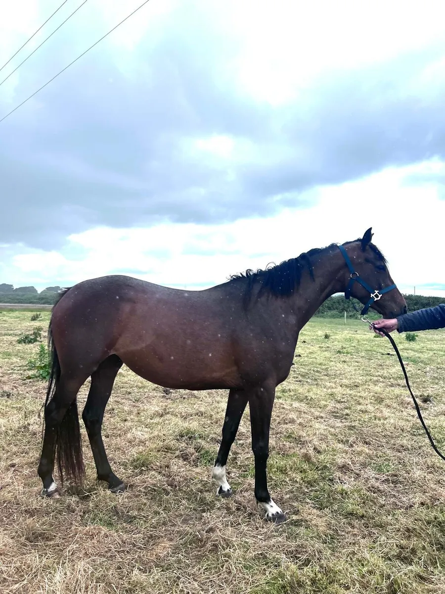 Quality TB mare - Image 2