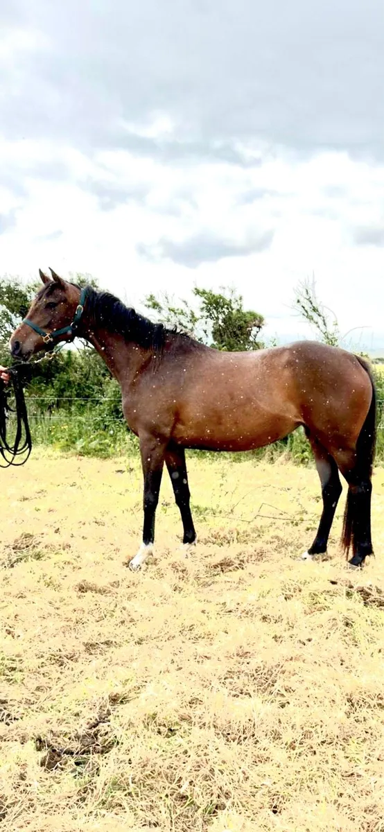 Quality TB mare - Image 3
