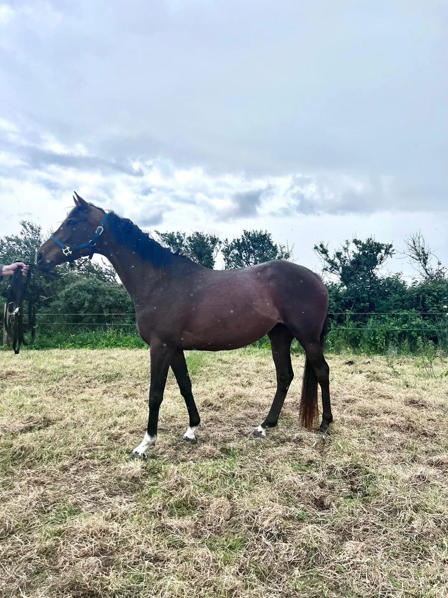 Quality TB mare - Image 4