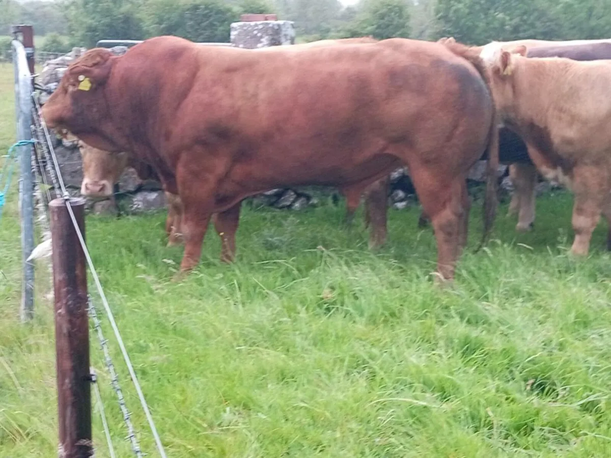 Limousine bull - Image 1