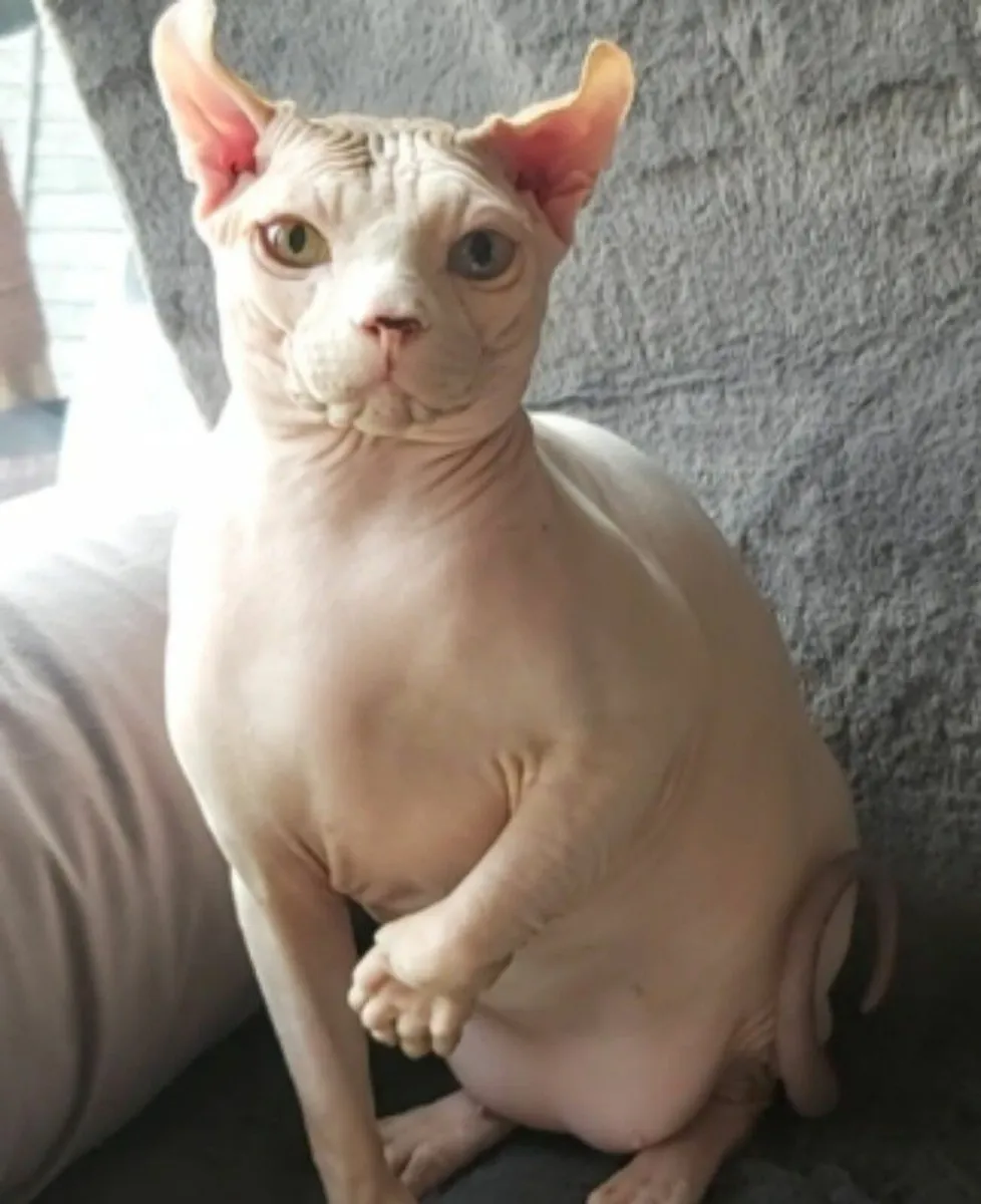 Sphynx  Elf cat (kitten) ( can  deliver) - Image 4