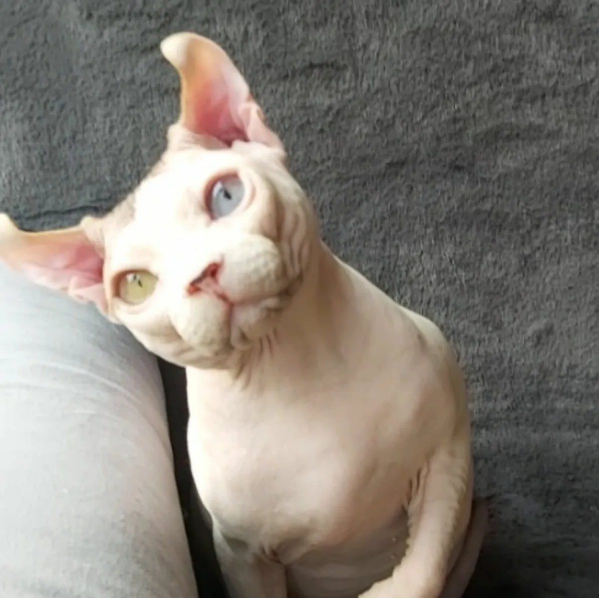 Sphynx  Elf cat (kitten) ( can  deliver) - Image 1
