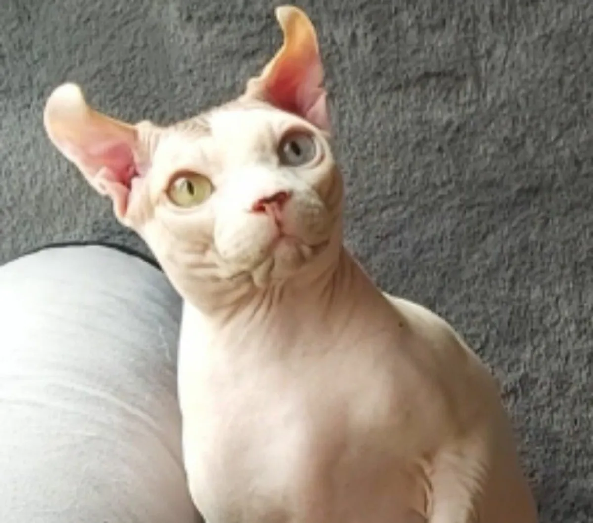 Sphynx  Elf cat (kitten) ( can  deliver) - Image 3