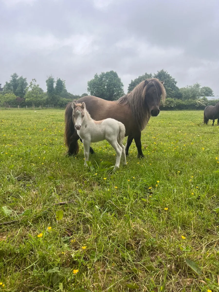 Stunning Mini Mare with Coloured Cremello Foal - Image 1