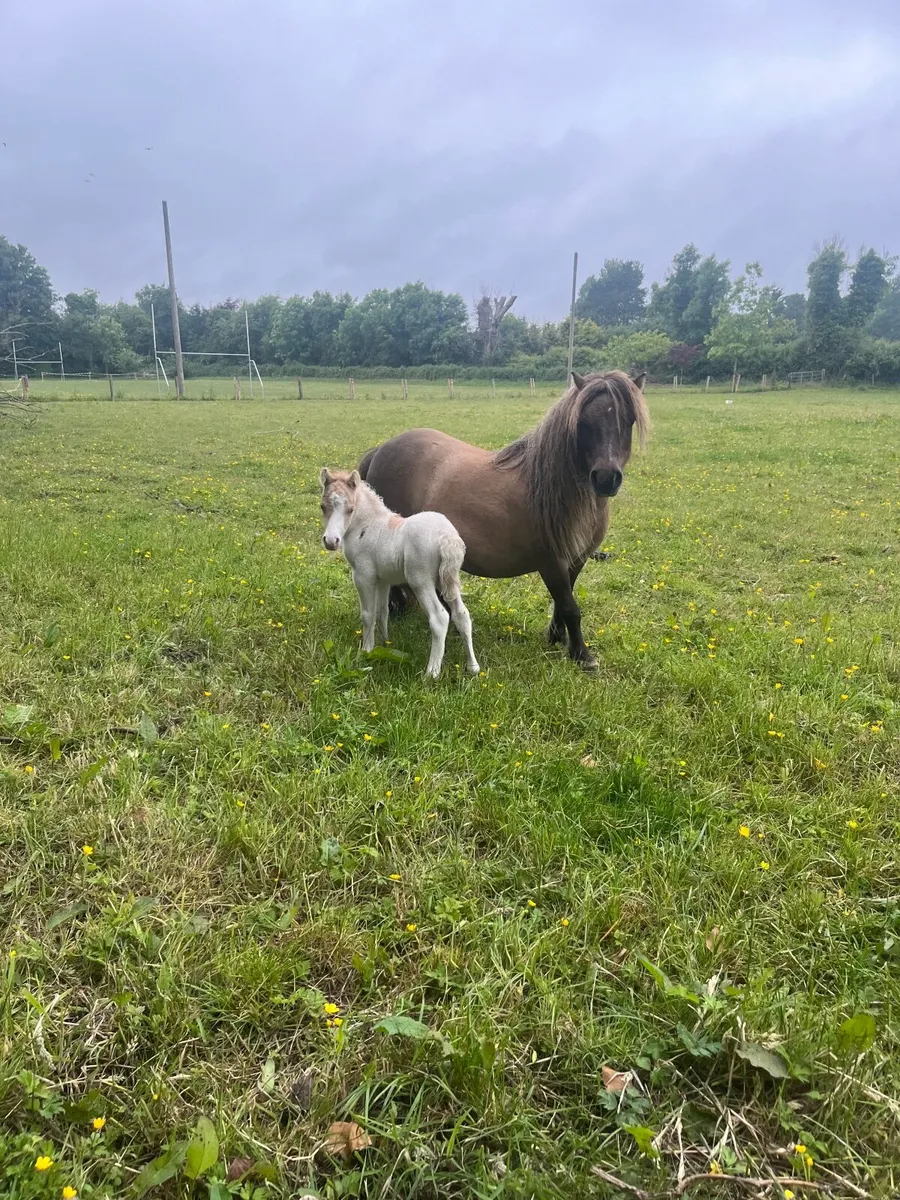 Stunning Mini Mare with Coloured Cremello Foal - Image 2