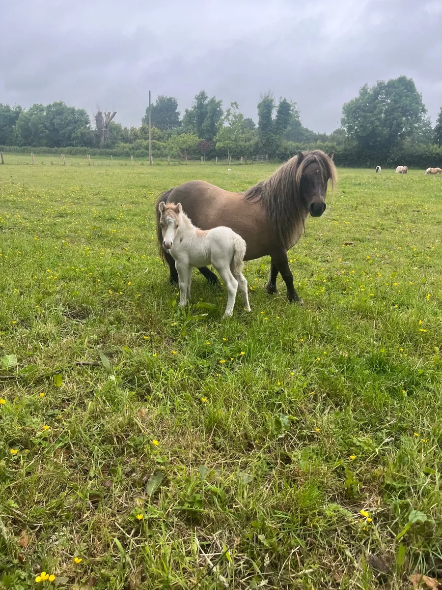 Stunning Mini Mare with Coloured Cremello Foal - Image 3