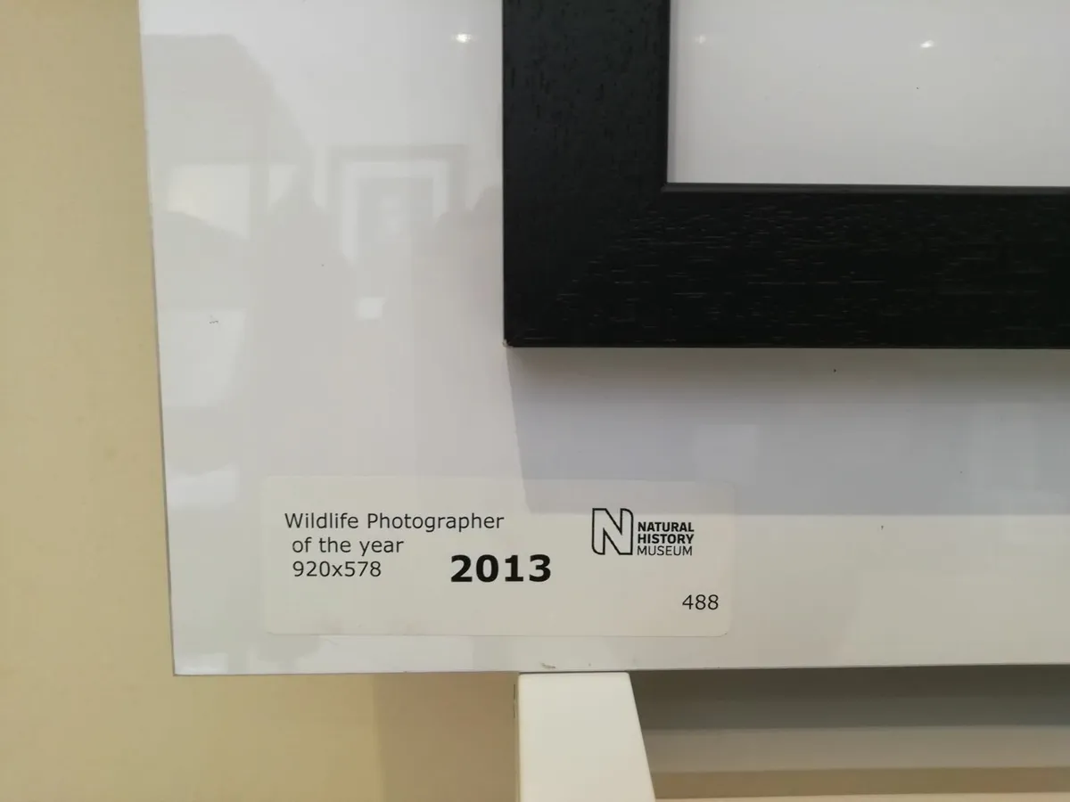 Grand Title Winner Wildlife Photograph of the Year - Image 3