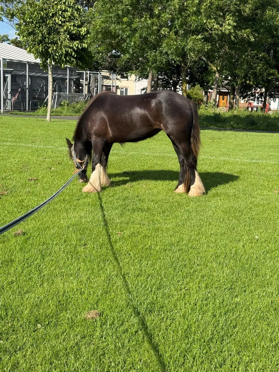 2yr old filly - Image 2