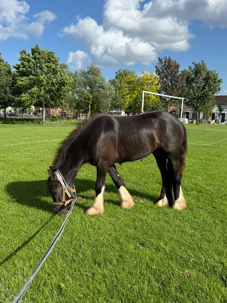 2yr old filly - Image 3