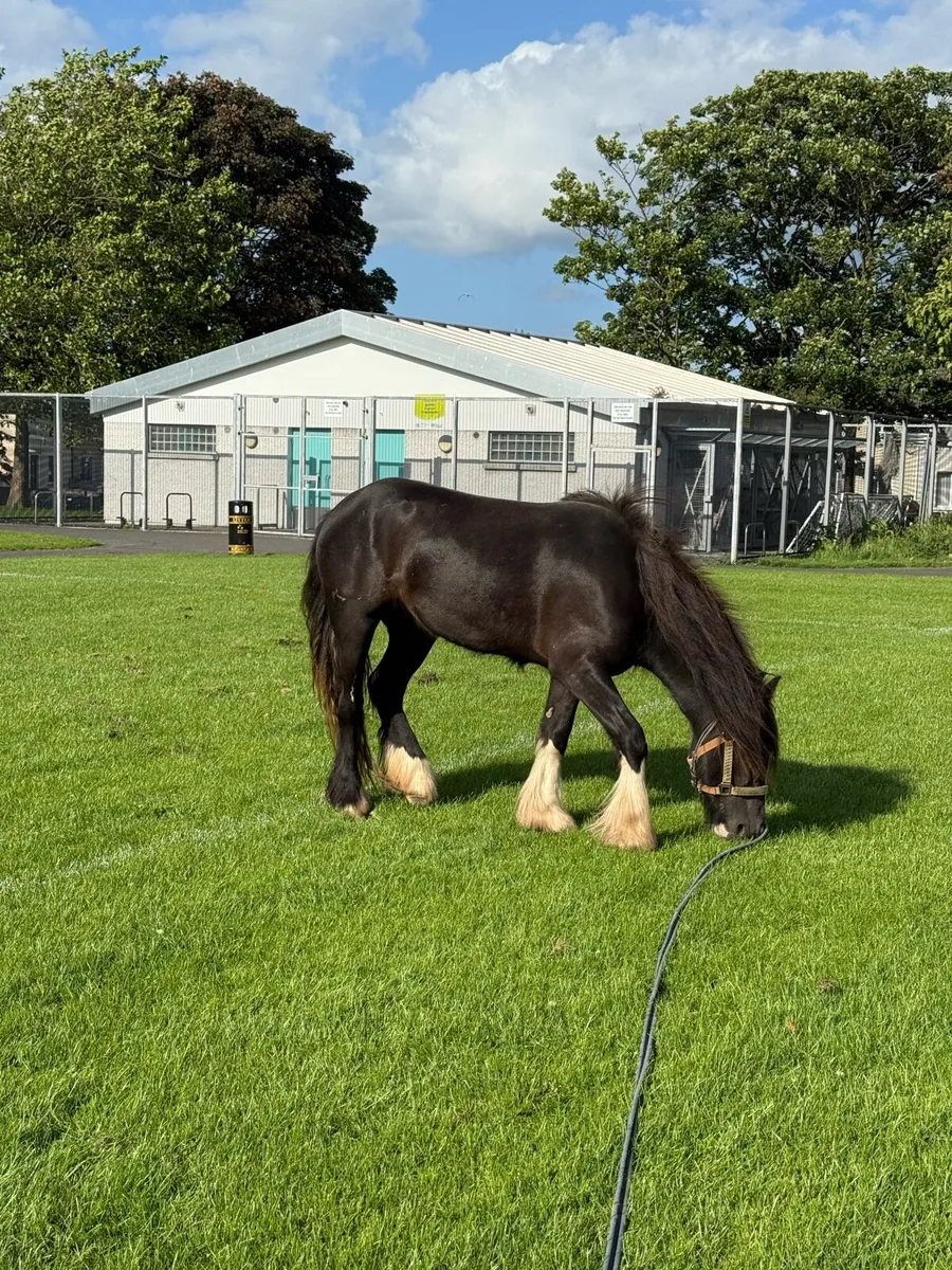2yr old filly - Image 4