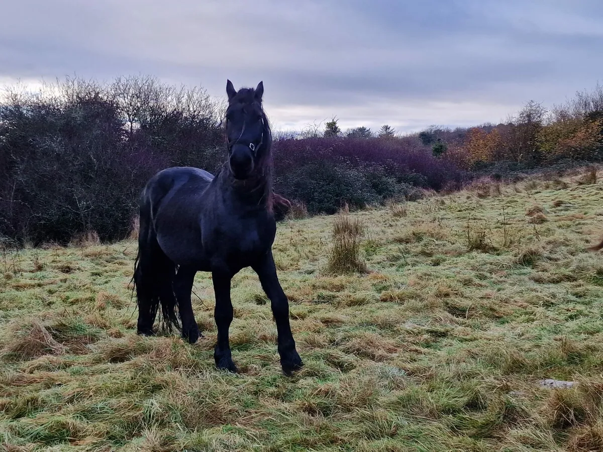 Friesian - Image 4